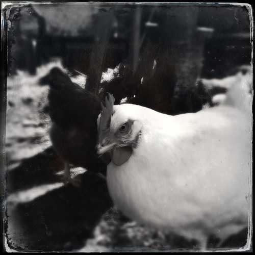 20251225 ONDES PHAUNE cocorico christmas