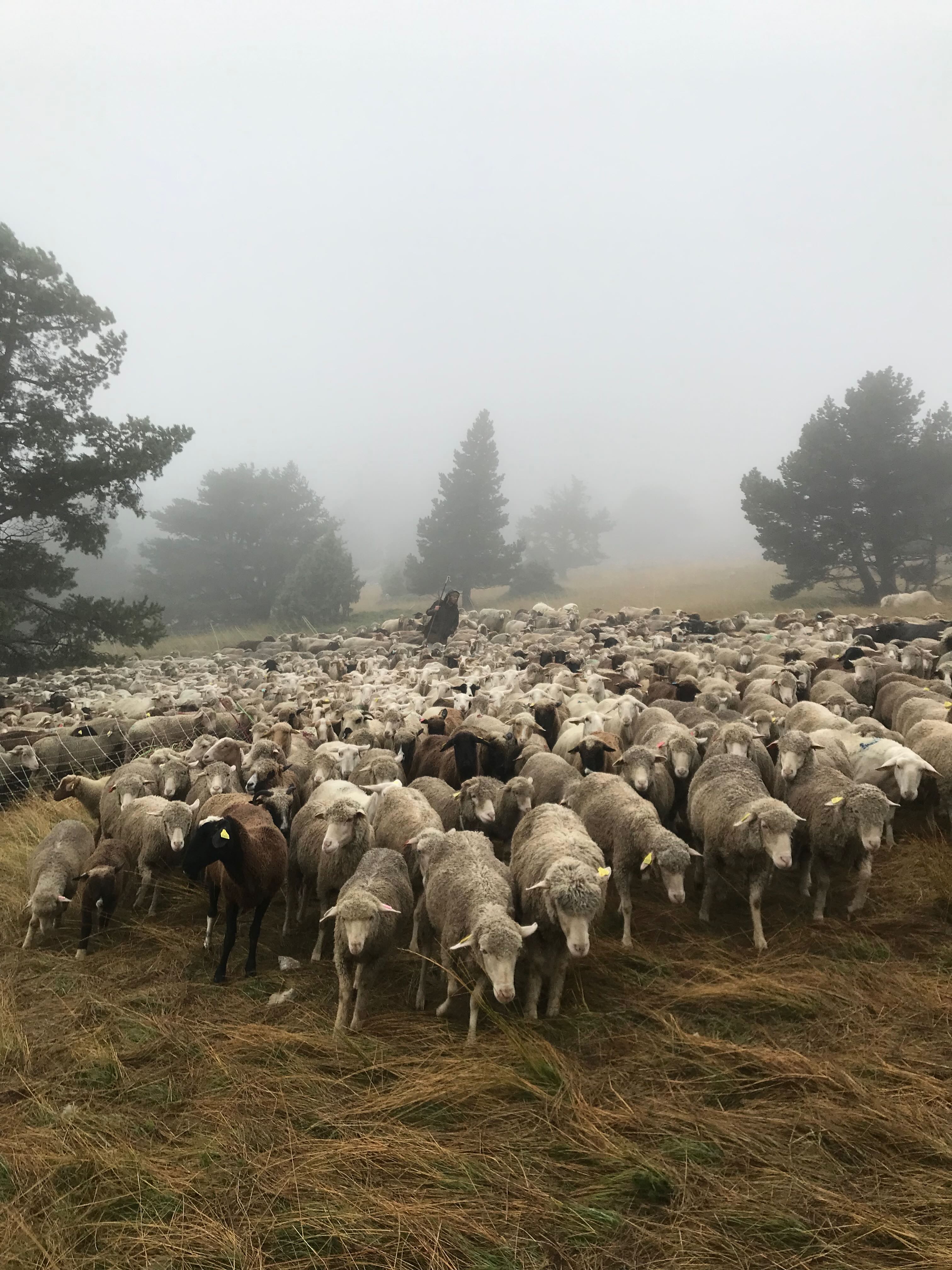E2 Benjamin dans troupeau brouillard