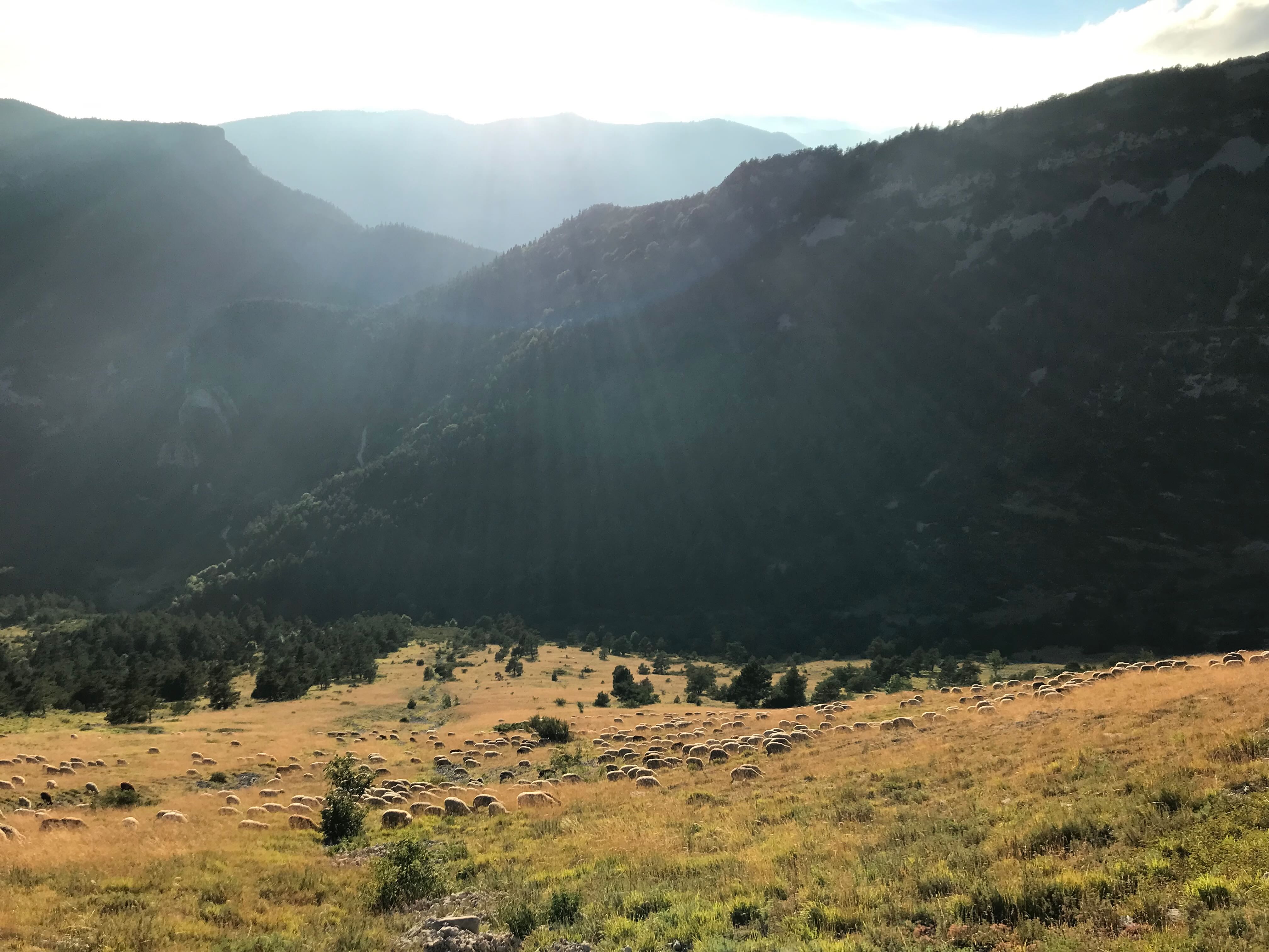 E8 Troupeau contrejour