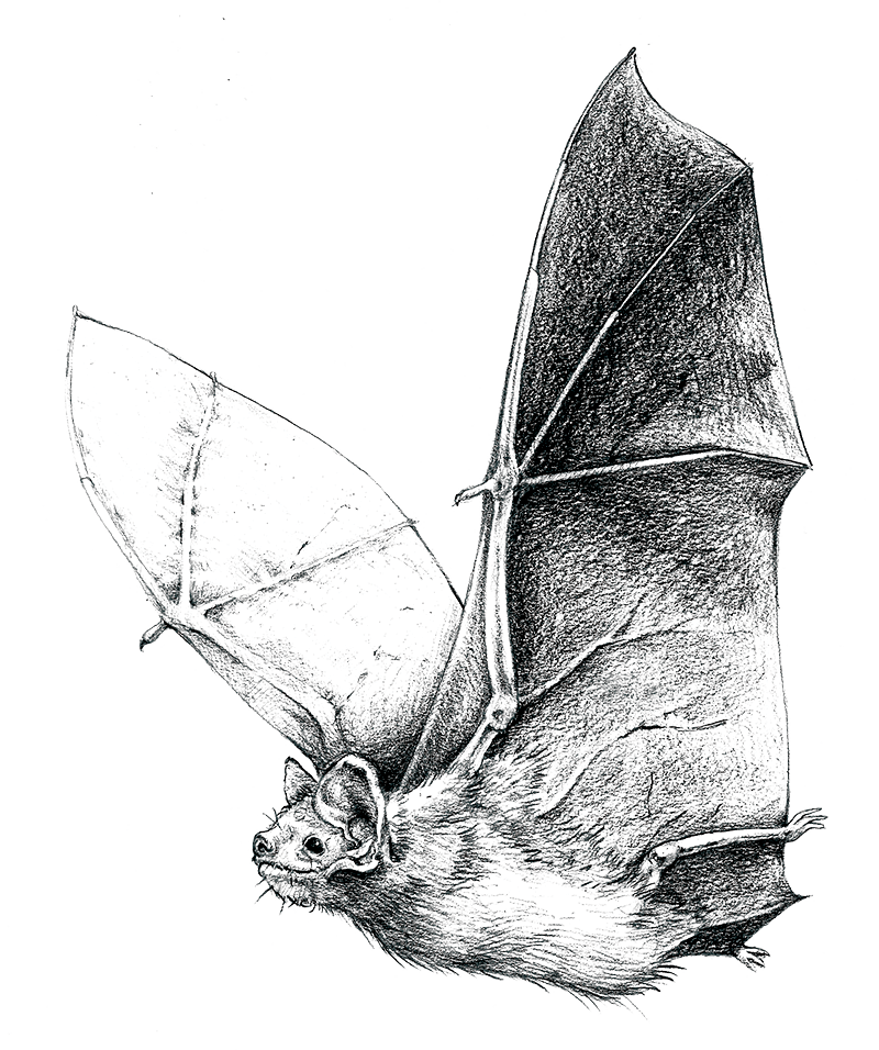chauvesouris