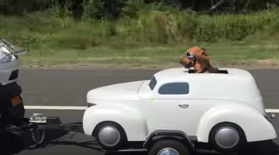 chien voiture e1a2196eca