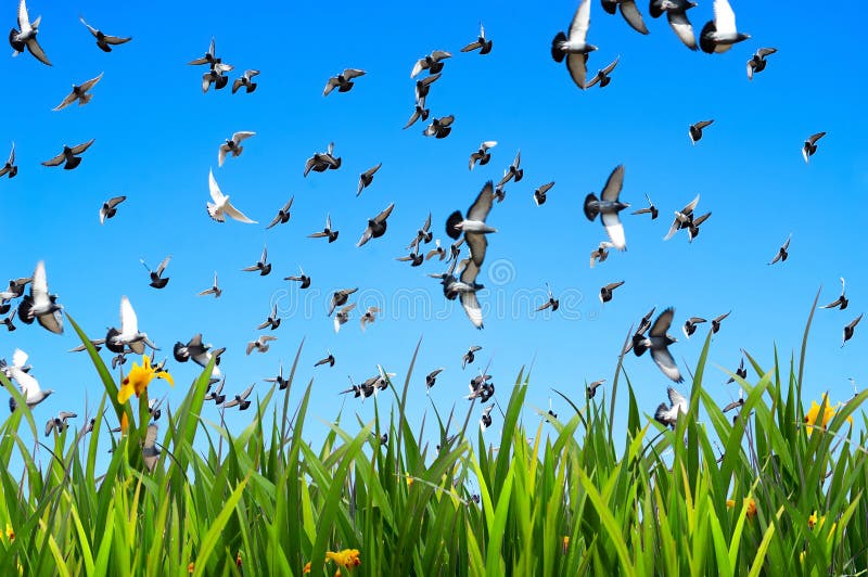 colombes de vol 6550310 3016034591