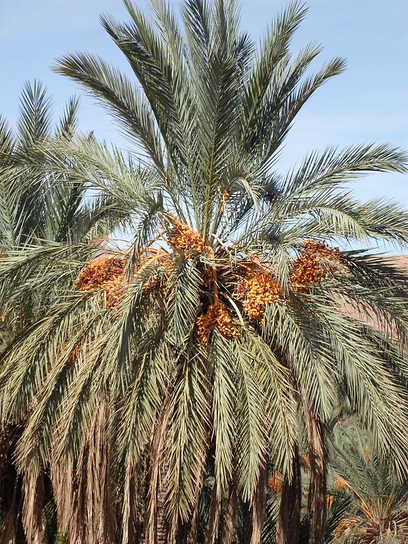 dattes de boussemghoune2