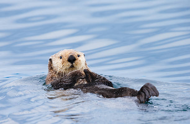 loutre