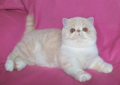 tumblr lziqzpycJm1r0ii6bo1 400