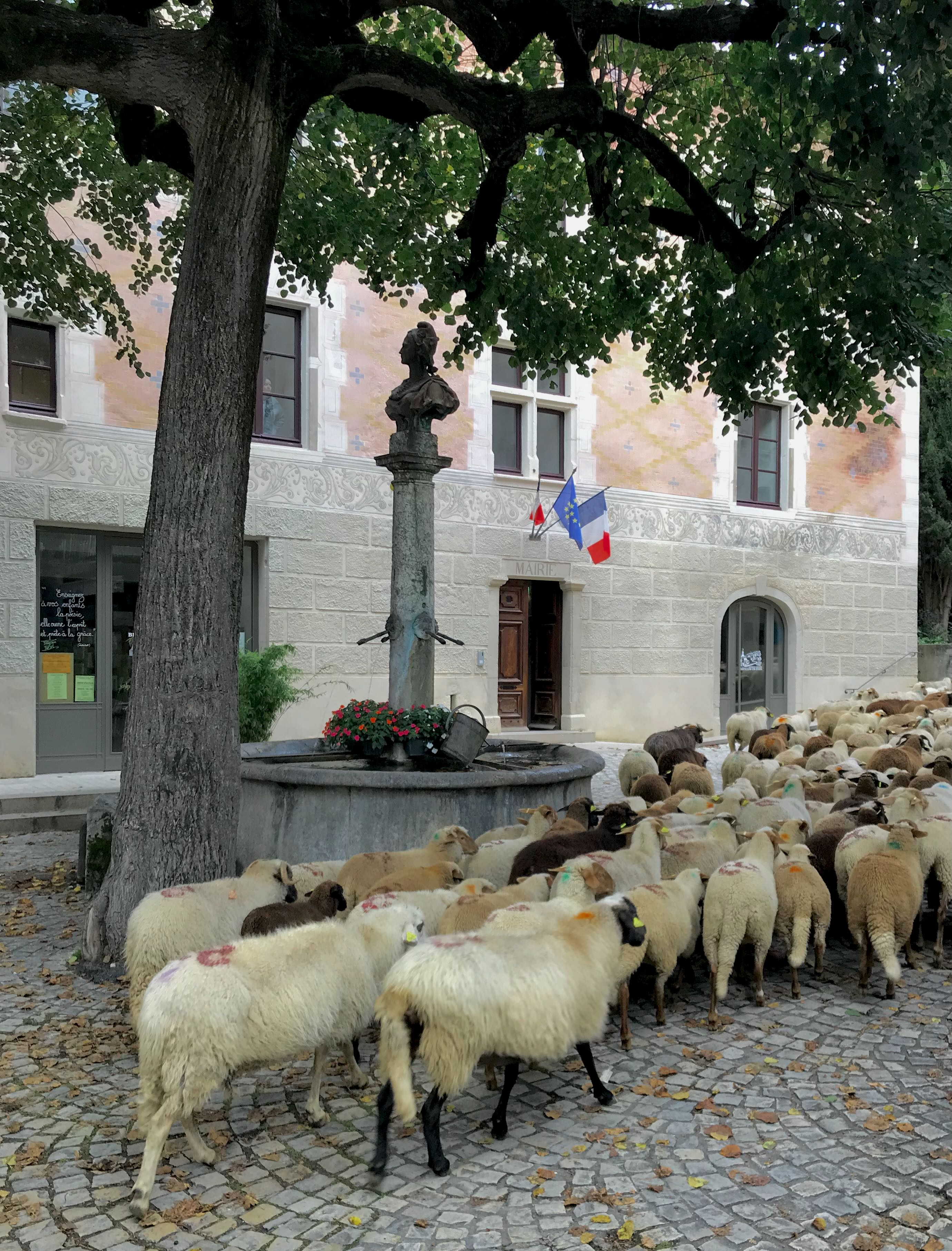 E6 Transhumance mairie