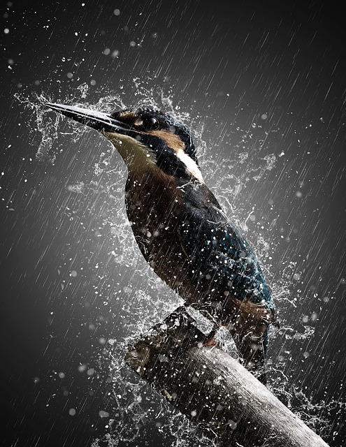 bird 3389053 640