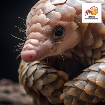 thumbnail podcast pangolin